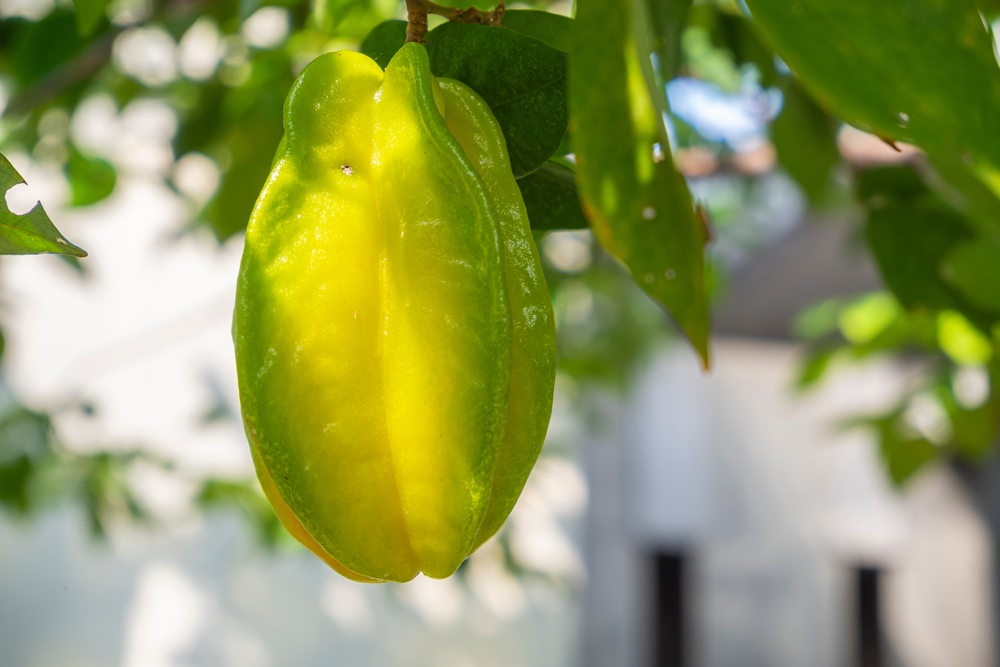 What Does Star Fruit Taste Like Fanatically Food