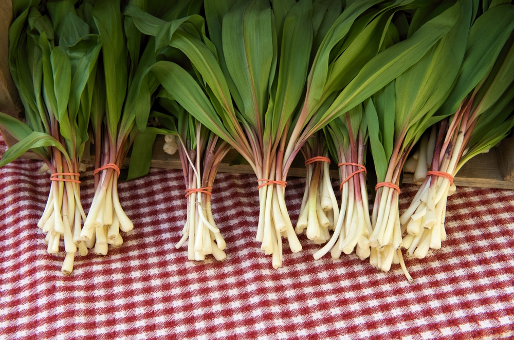 The Role of Scallions in Cuisine