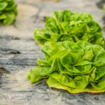 Understanding Lettuce