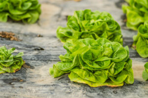 Understanding Lettuce