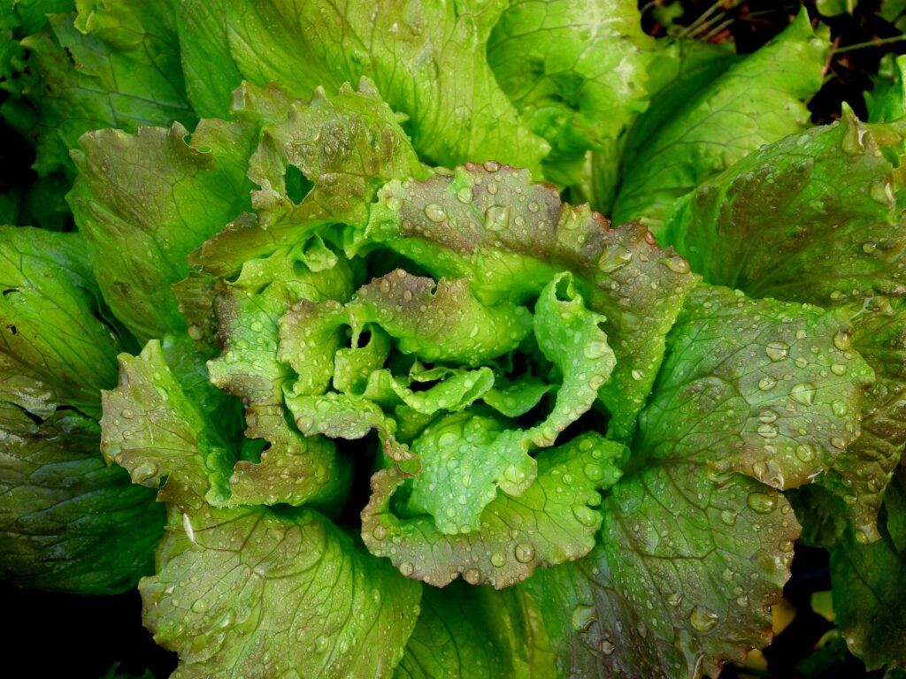 Water Content in Lettuce