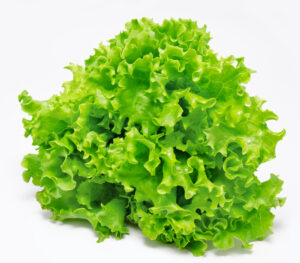 Understanding Lettuce and Its Freshness