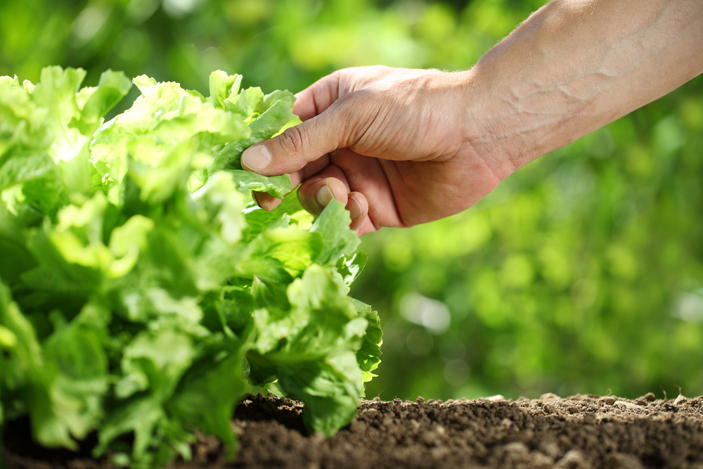 Hand,Picking,Lettuce,,Plant,In,Vegetable,Garden,,Close,Up
