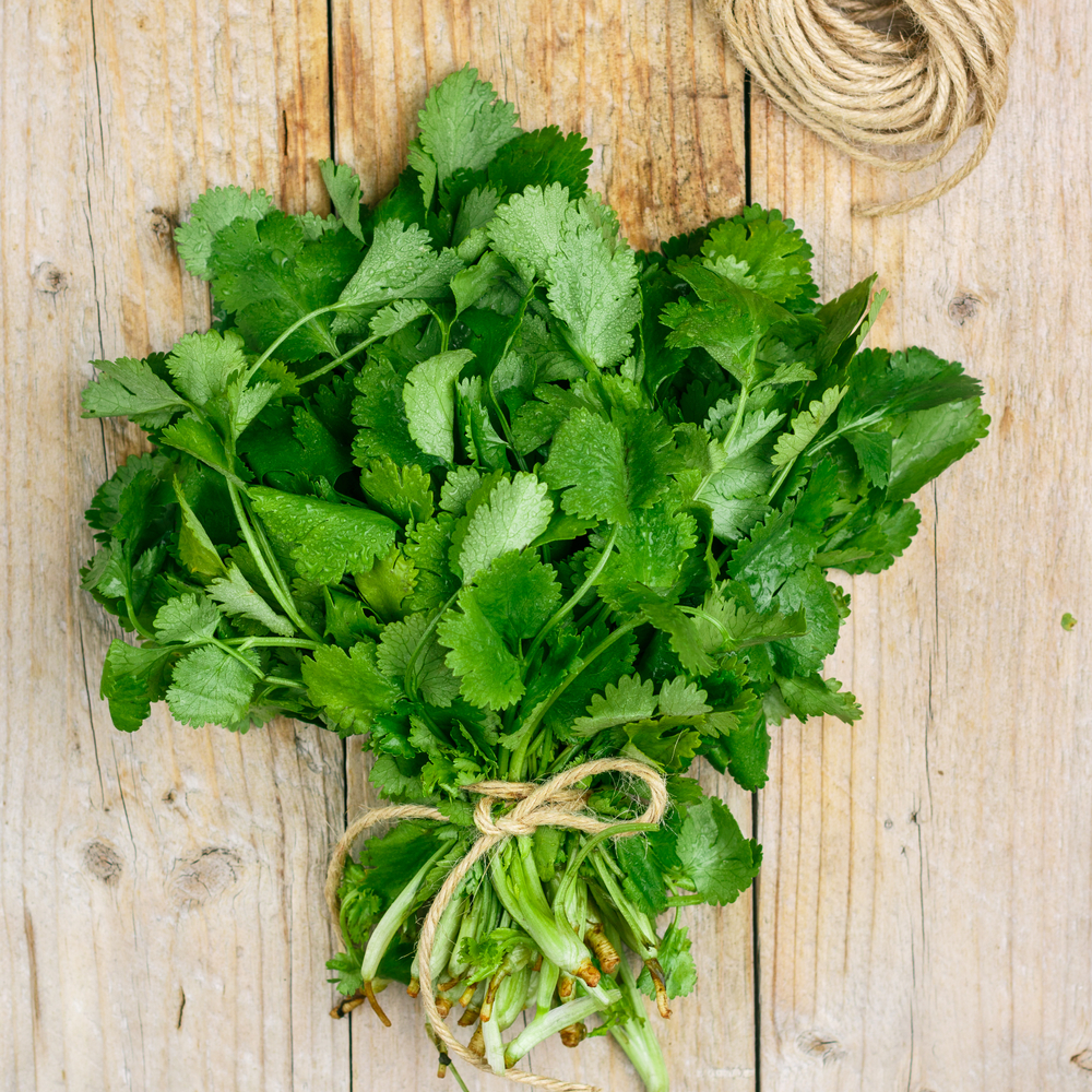 Fresh,Raw,Organic,Cilantro,Bunch,On,Wooden,Background,,Vegetarian,And