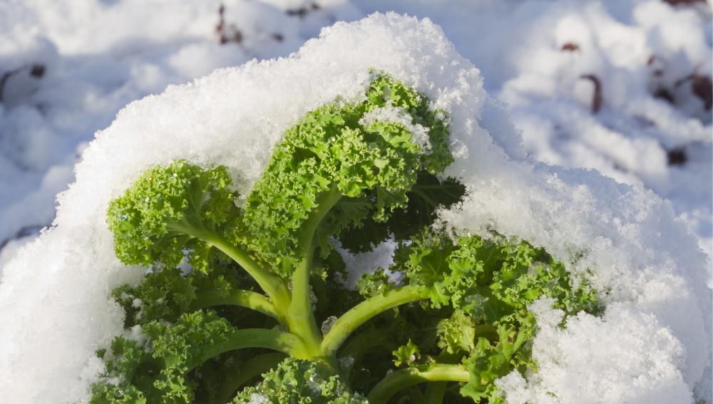 Using Frozen Kale
