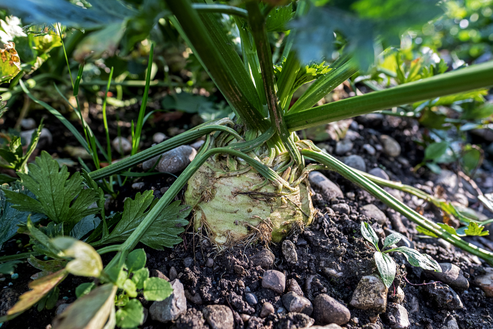 what-does-celeriac-taste-like-fanatically-food