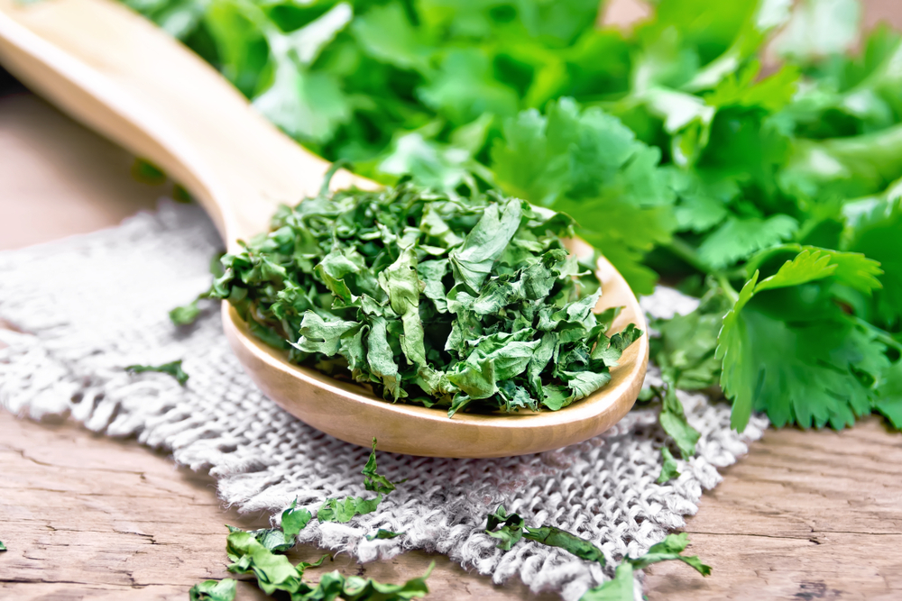 Genetic Influence on Cilantro Taste