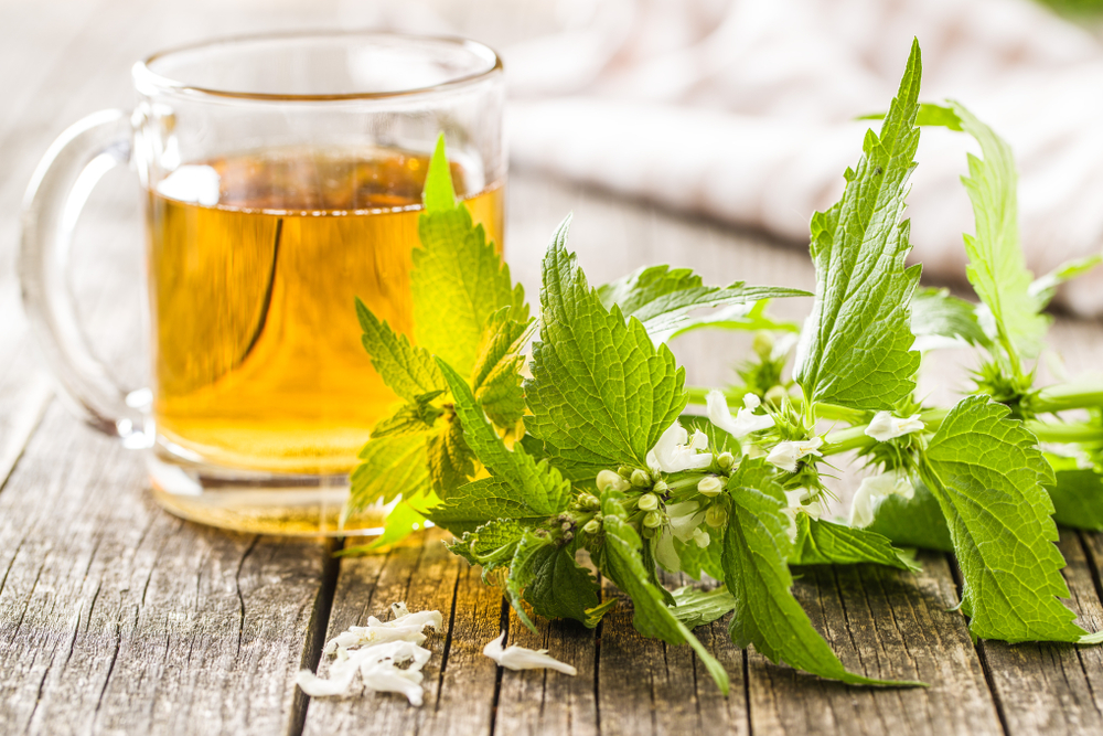 What Does Nettle Tea Taste Like Fanatically Food