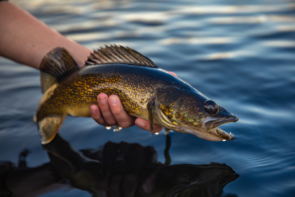 Walleye,Fish,Closeup,Held,Over,The,Water,Caught,In,Ontario,