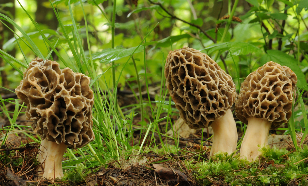 Common,Morel,Fungus,(morchella,Esculenta)