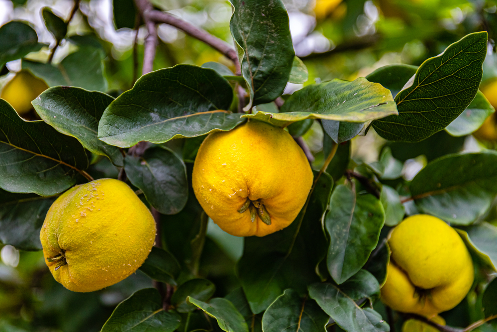 Ripe,Yellow,Quince,Fruits,Grow,On,Quince,Tree,With,Green