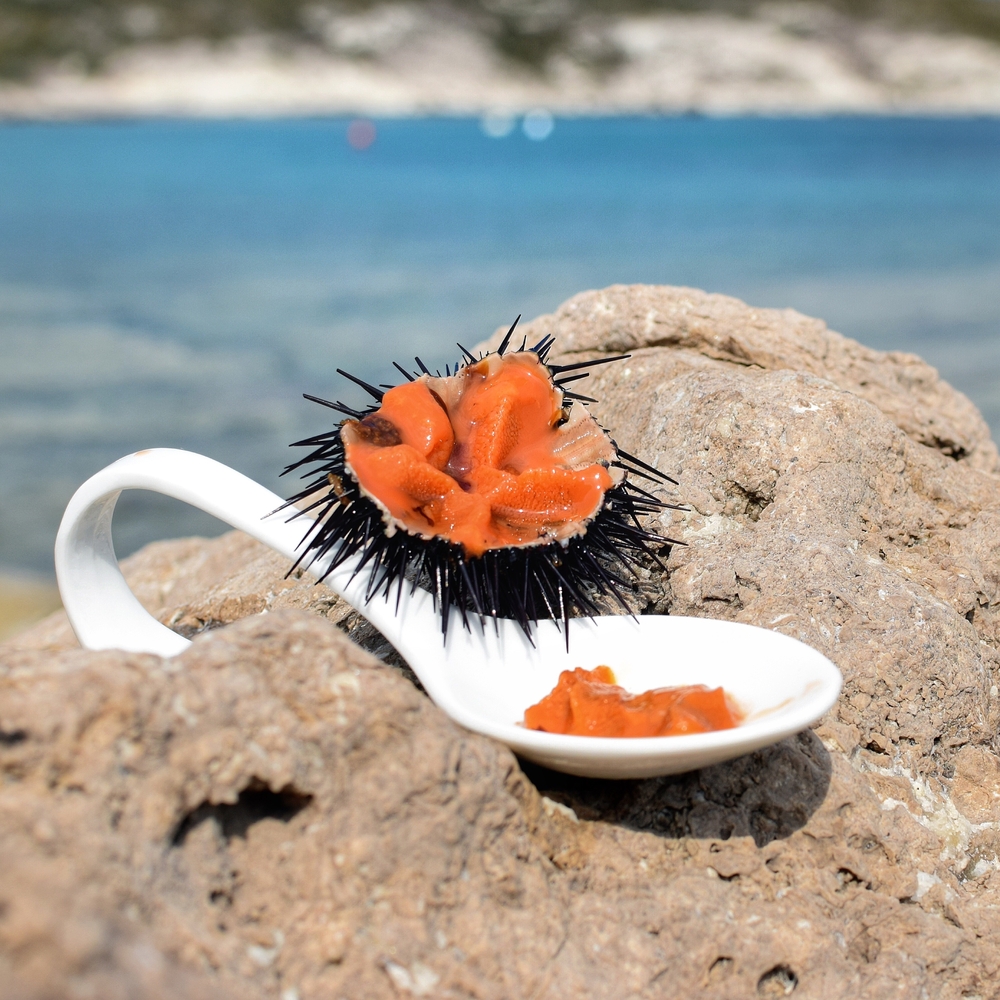 What Does Sea Urchin Taste Like? - Fanatically Food