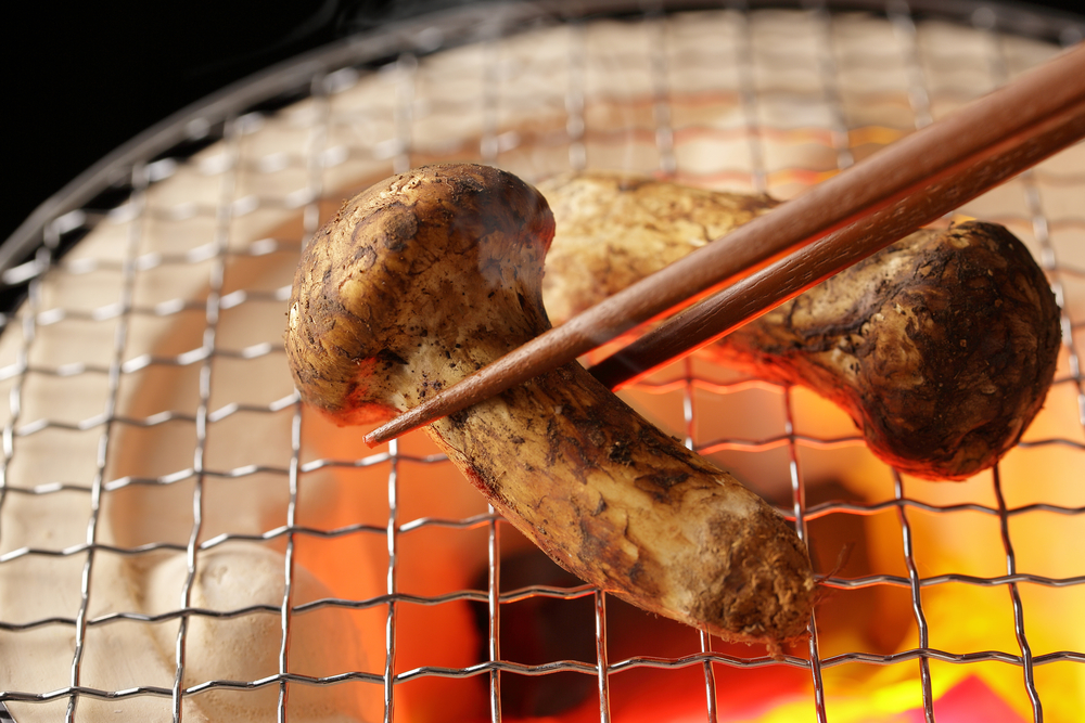 Matsutake,Mushroom