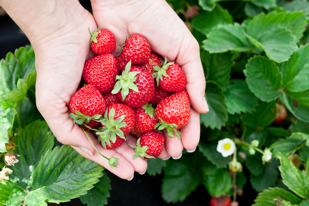 Strawberry fruits in a woman’s hands.
