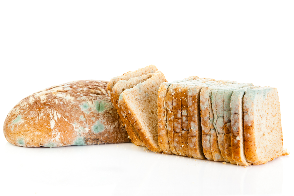 moldy bread isolated on white background