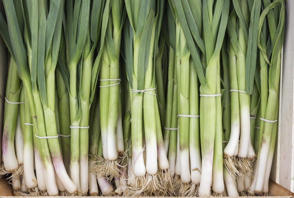 bunch of young spring onions