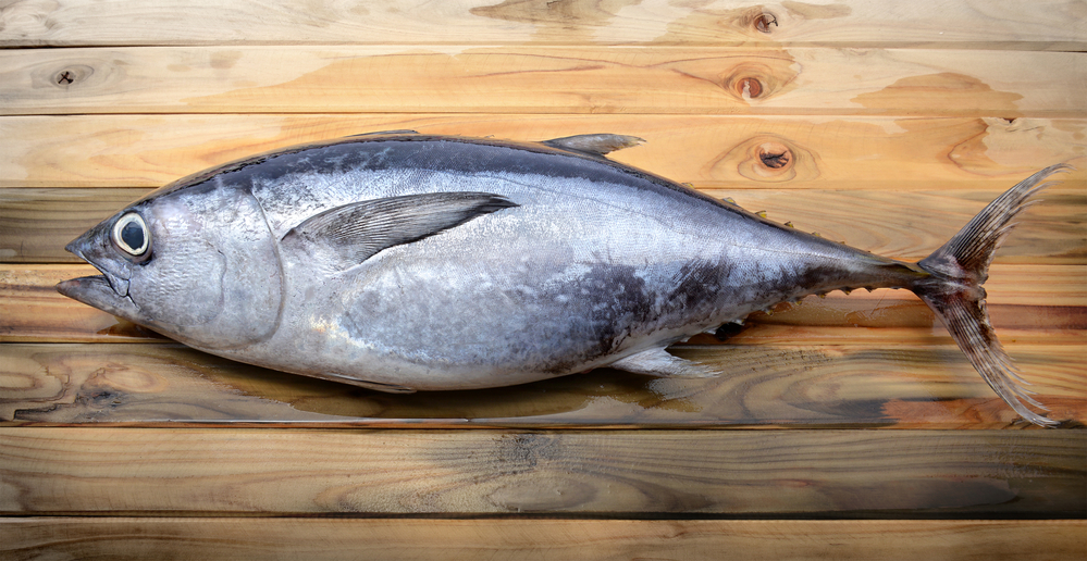 fresh bluefin tuna from market