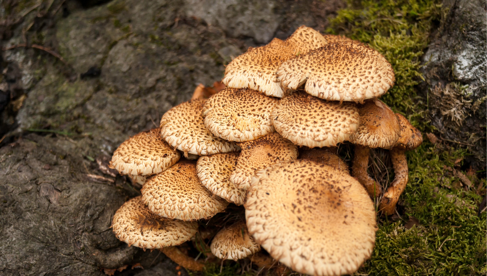 Chestnut Mushroom Substitutes