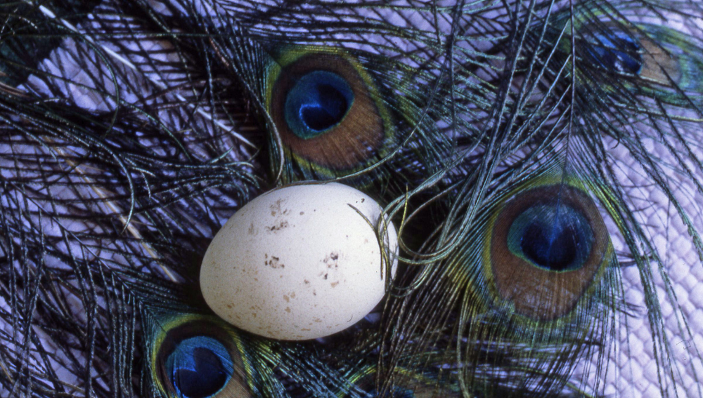 Peacock Eggs and Their Consumption