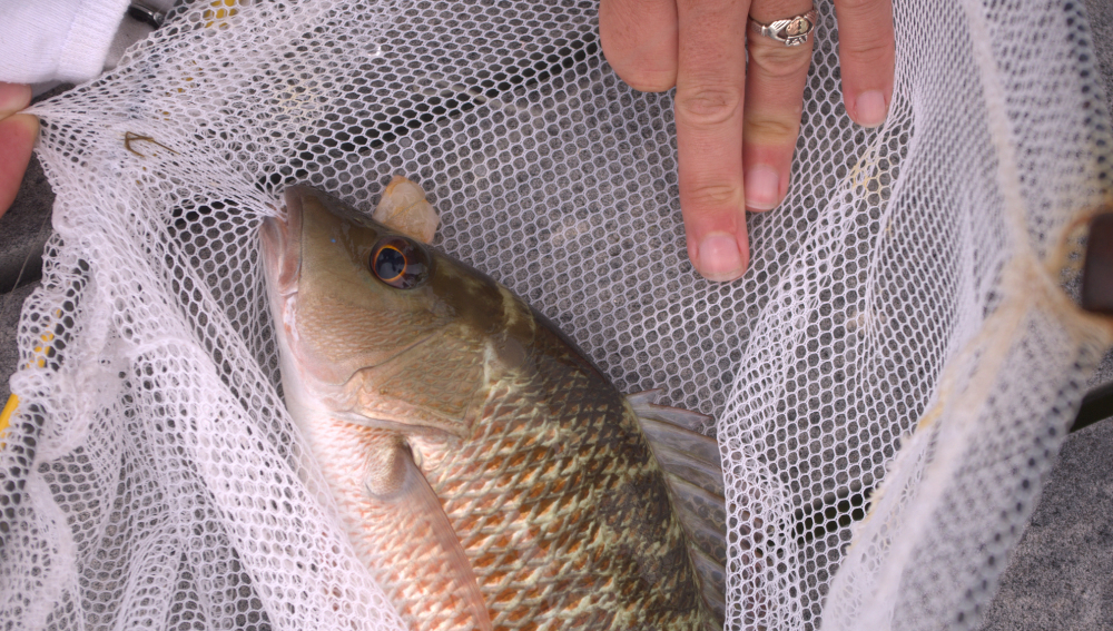 Comparing Red Drum to Other Fish
