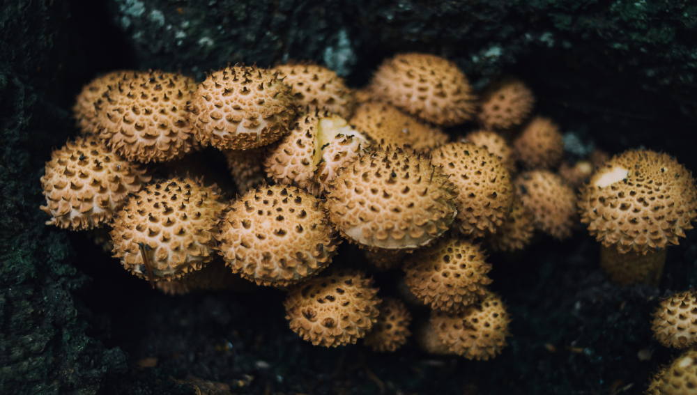 Understanding Chestnut Mushrooms
