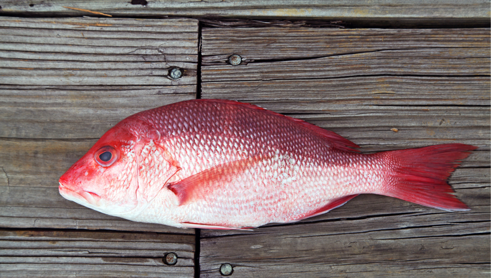 Understanding Redfish