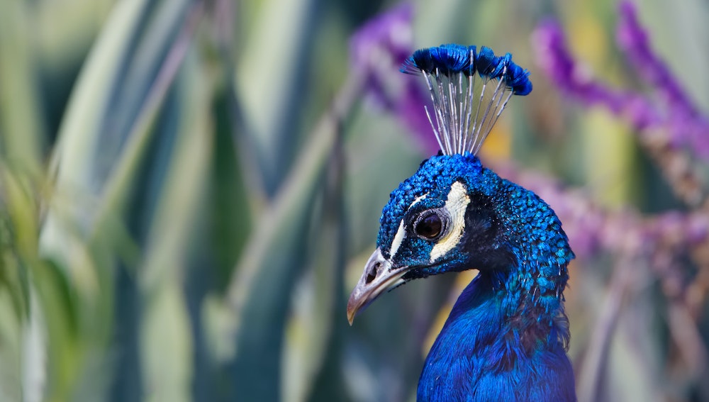 Understanding Peacocks