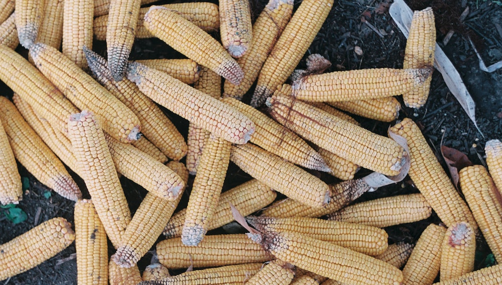Identifying Bad Corn