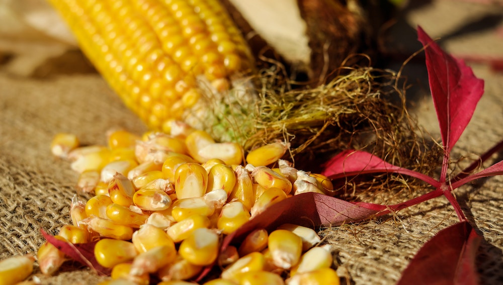 Choosing and Storing Fresh Corn