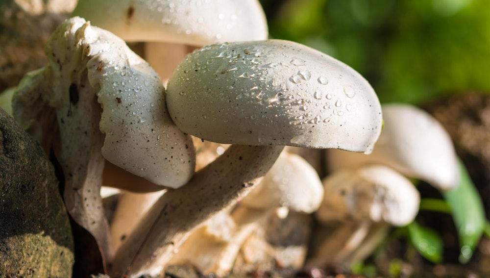 The Umami and Earthy Flavor of Mushrooms