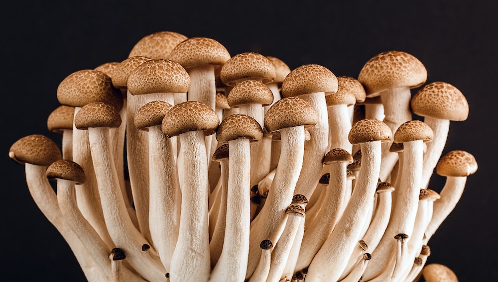Shiitake Mushrooms and Their Similarities