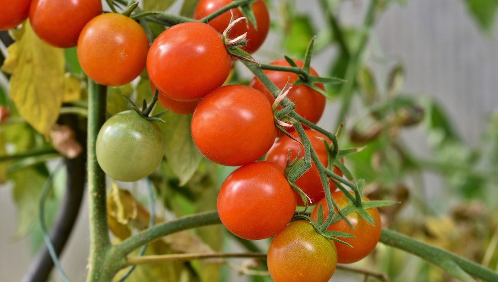 Cherry Tomatoes Characterization