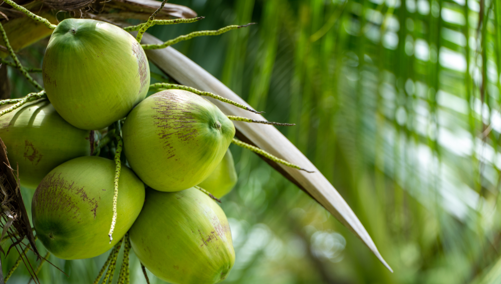 Recognizing Spoiled Coconut Water