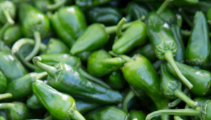 padron peppers substitute
